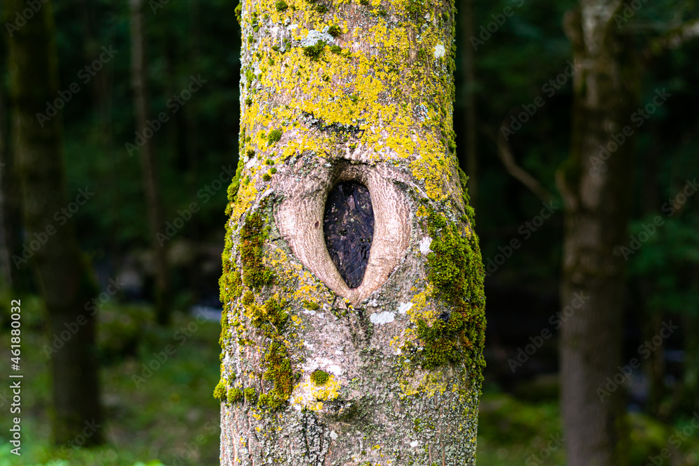 Beech trunk with a knot that looks like an eye, covered with moss in the forest Beech trunk with a knot that looks like an eye, covered with moss in the forest