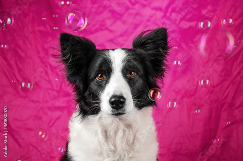 border collie dog cute portrait in studio on a pink background blowing bubbles pet 