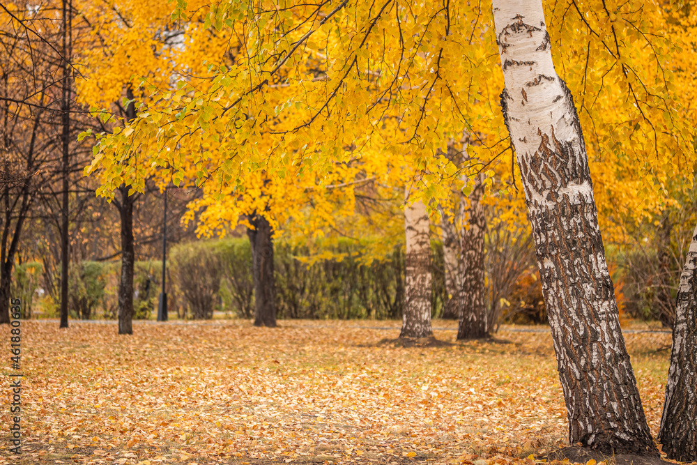 trees in autumn in the park