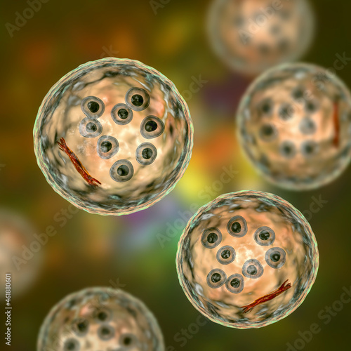 Fényképezés Cysts of Entamoeba coli protozoan, 3D illustration