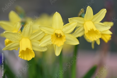 Small Daffodils 