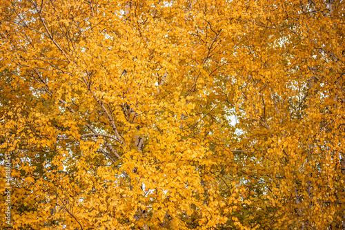 autumn foliance yellow birch background
