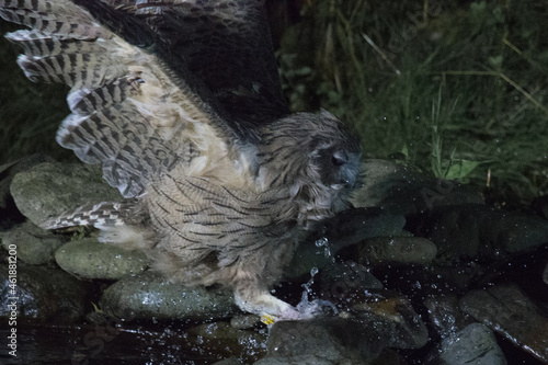 Blakistons Fish Owl Action Shot photo