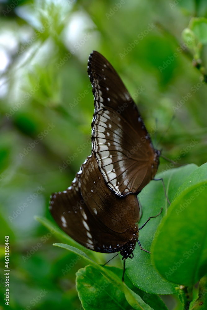 The Mating Season Of Butterfly, brown Butterfly mating, Mating butterflies. The Mating Season Of Butterfly, brown Butterfly mating, Mating butterflies.