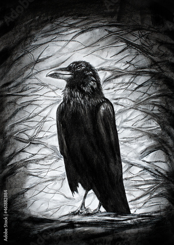 Dark raven on the branch pencil drawing