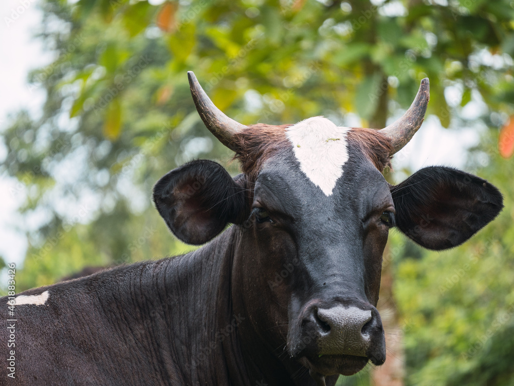 Retratos de vacas en un rancho