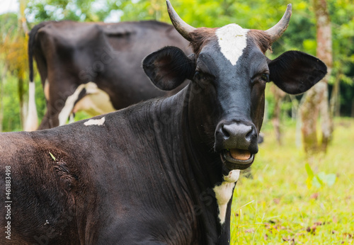 Retratos de vacas en un rancho