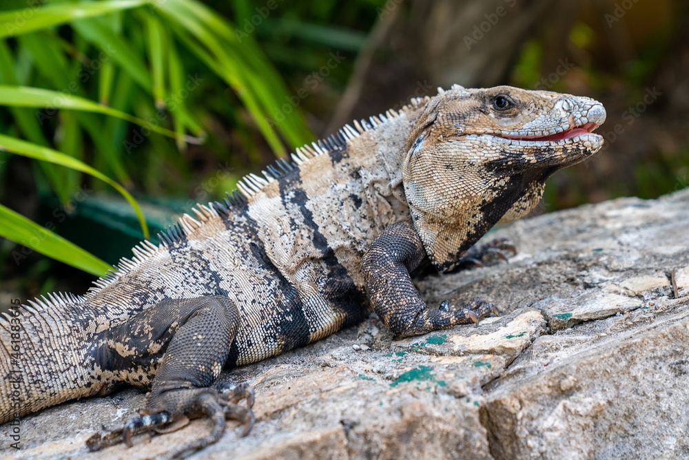 Close up of iguana lizard crawling on stone in Xcaret ecotourism park. Alert camouflaged iguana lizard on rocky floor Close up of iguana lizard crawling on stone in Xcaret ecotourism park. Alert camouflaged iguana lizard on rocky floor