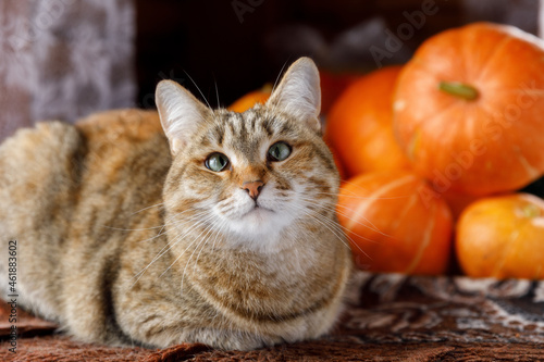 Halloween portrait of a cat with pumpkins