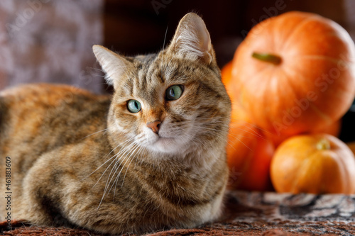 Halloween portrait of a cat with pumpkins