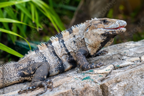 Close up of iguana lizard crawling on stone in Xcaret ecotourism park. Alert camouflaged iguana lizard on rocky floor