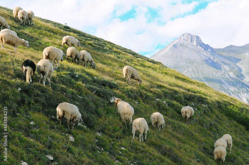 Gregge di pecore pascola sui monti per uno scenario rupestre antico