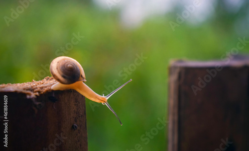 a snail that wants to go to the other side