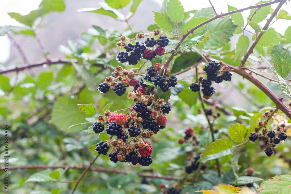 Wet bramble on the bush