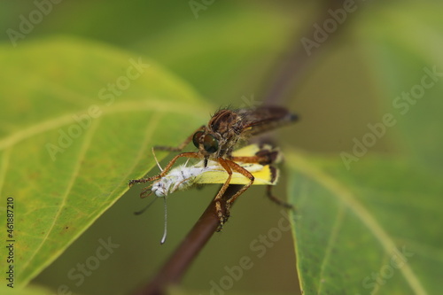 close up of a flykiller © SuGak