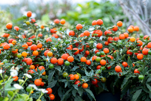 The poisonous fruit of Solanum pseudocapsicum. This plant is commonly known as the Jerusalem cherry and produces red berries from late summer to late winter.