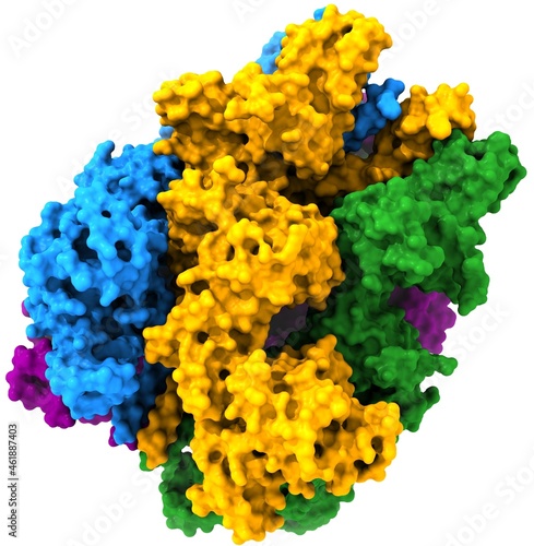 Transient receptor potential cation channel subfamily M (melastatin) member 8 (TRPM8)