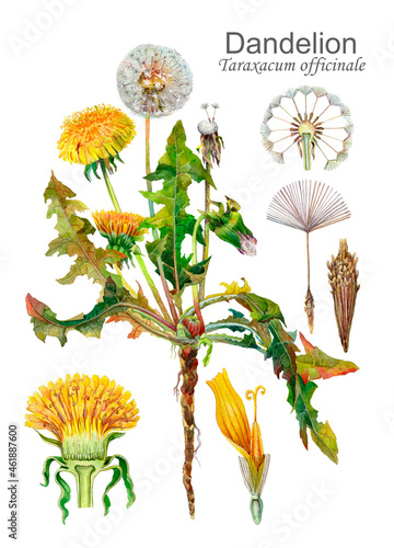 Dandelion (Taraxacum officinale). Botanical watercolor illustration