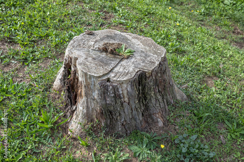 Cutted tree