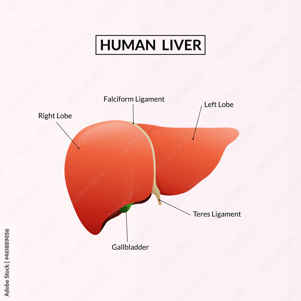 Human Liver anatomy. vector illustration. Stock Vector Biology Diagrams