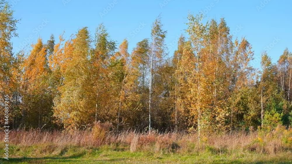 Blue sky and Yellow Leaves. Golden tree leaves. Low angle view. Leaves falling from autumn gold trees. Autumn concept, golden and green foliage in wind on blue background, trees in bright fall day. Blue sky and Yellow Leaves. Golden tree leaves. Low angle view. Leaves falling from autumn gold trees. Autumn concept, golden and green foliage in wind on blue background, trees in bright fall day.