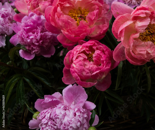 colorful blooming peony flowers in amzing colors in summer