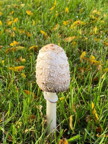 mushroom in the grass