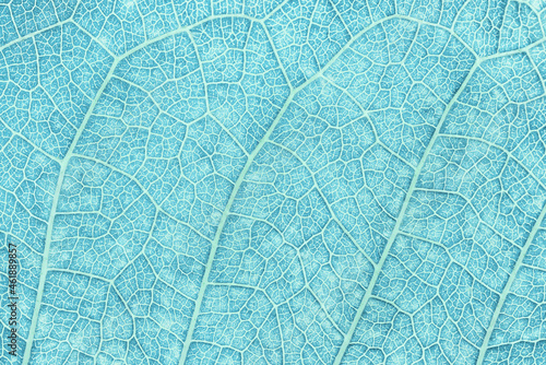 Close up of blue pastel leaf. Abstract blue texture background.