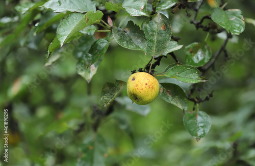 Yellow apple on a tree