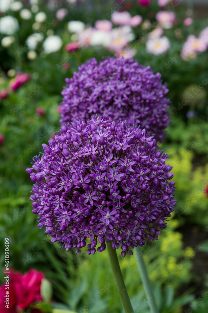 puple allium flower head blooming in summer puple allium flower head blooming in summer