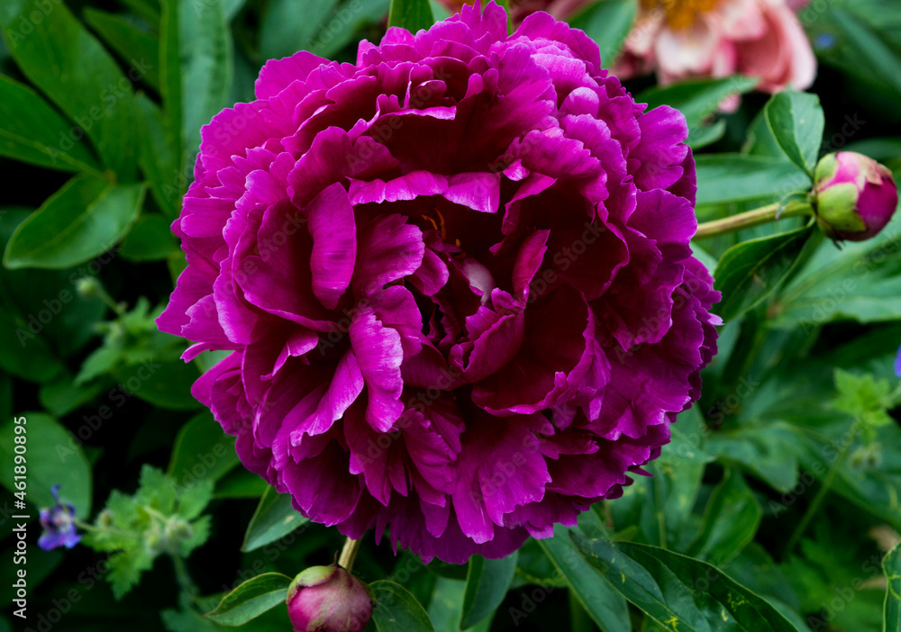 purple peony blooming in summer