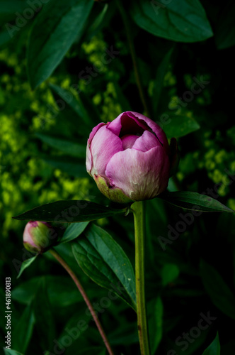 pink peony bud with dark green leaves