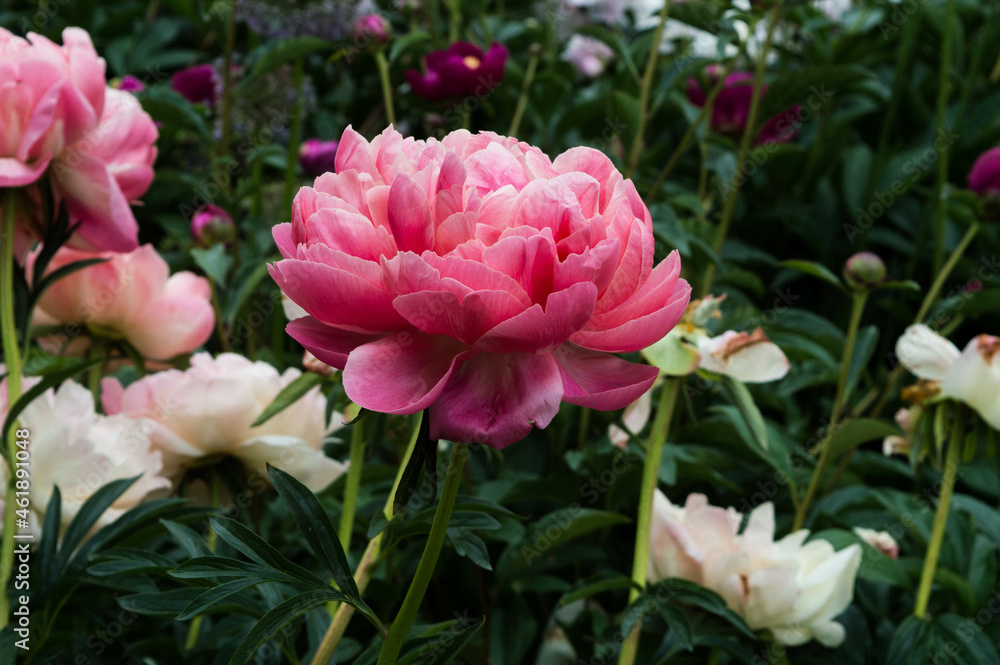 pink peony bush blooming in garden in summer pink peony bush blooming in garden in summer