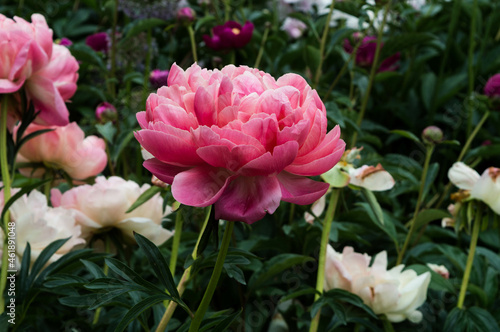 pink peony bush blooming in garden in summer