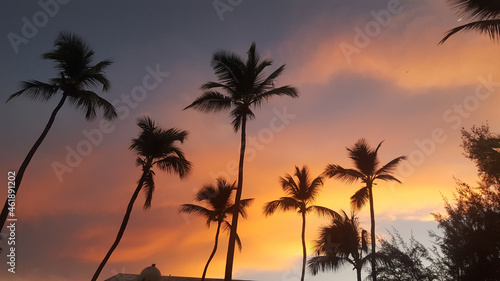 Fototapeta Naklejka Na Ścianę i Meble -  Dominican Republic - Palm trees Sunset