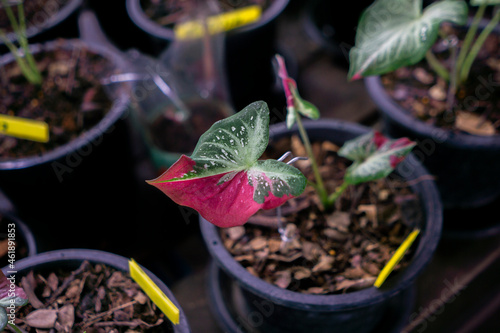 Caladium bicolor in the pot