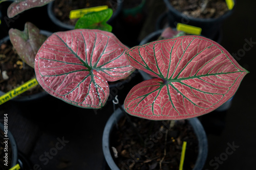 Caladium bicolor in the pot