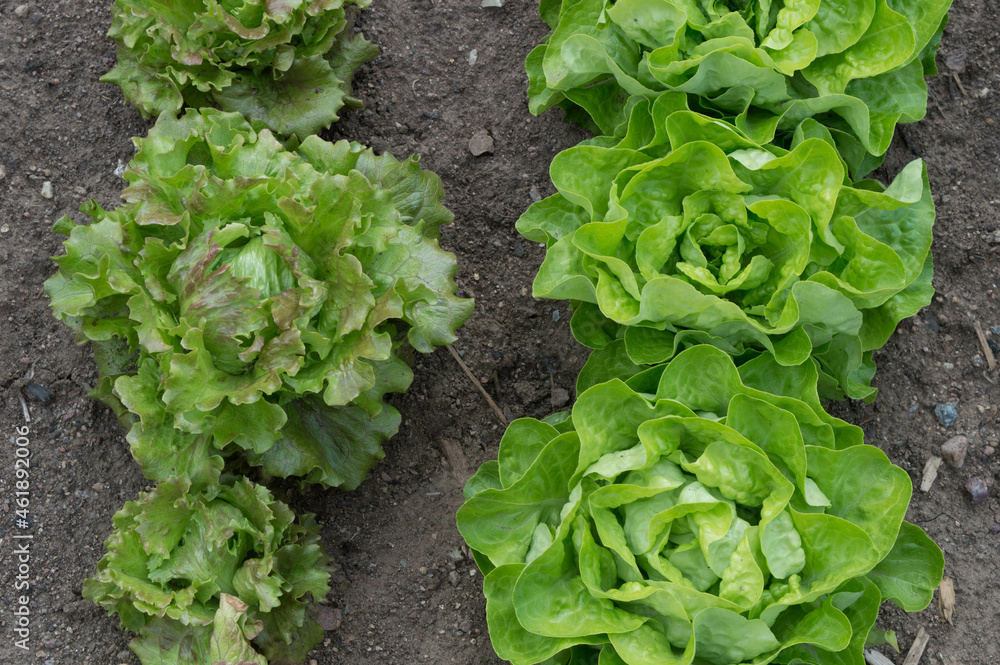 head of lettuce growing in a row on a farm head of lettuce growing in a row on a farm