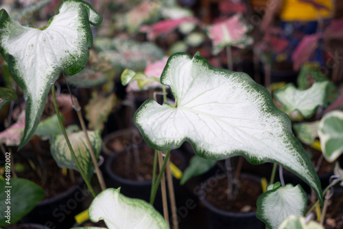 Caladium bicolor in the pot