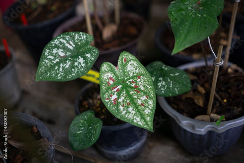Caladium bicolor in the pot