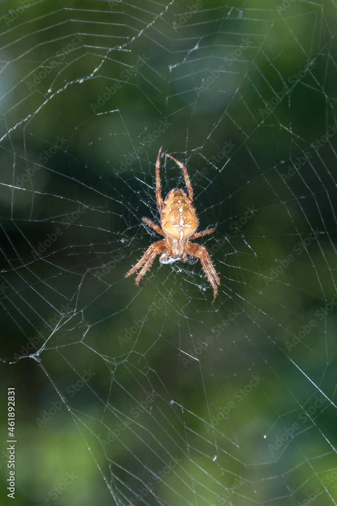 European garden spider (cross spider, Araneus diadematus) sitting in a spider web. European garden spider (cross spider, Araneus diadematus) sitting in a spider web.