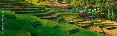 rice field
