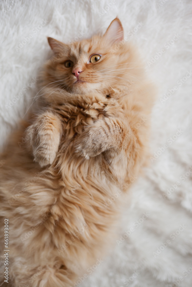 Fluffy sleepy orange ginger cat lying on the white blanket on the bed Fluffy sleepy orange ginger cat lying on the white blanket on the bed