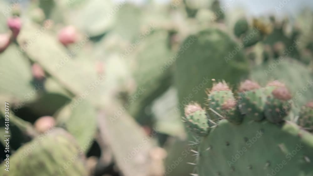 Bright sunlight on Mexican nopal plant with blurry background. Bright sunlight on Mexican nopal plant with blurry background.