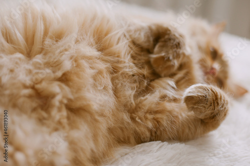 Fluffy sleepy orange ginger cat lying on the white blanket on the bed