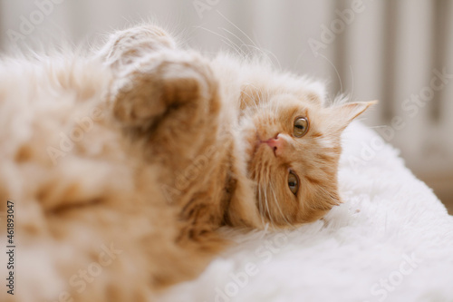 Fluffy sleepy orange ginger cat lying on the white blanket on the bed photo