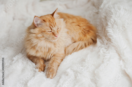 Fluffy sleepy orange ginger cat lying on the white blanket on the bed © Dina