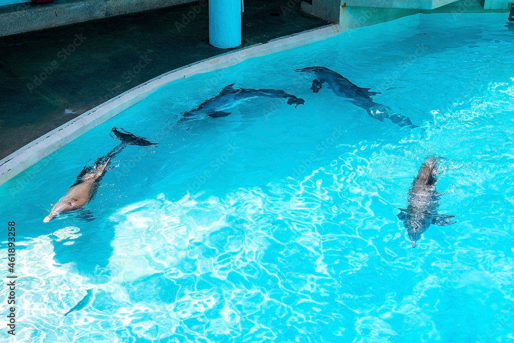 Four dolphins swimming inside pool in amusement park on a bright sunny day. Dolphins swimming inside clear blue pool water