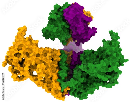 Piezo type mechanosensitive ion channel component 1 (PIEZO1)