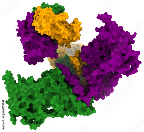 Piezo type mechanosensitive ion channel component 1 (PIEZO1)